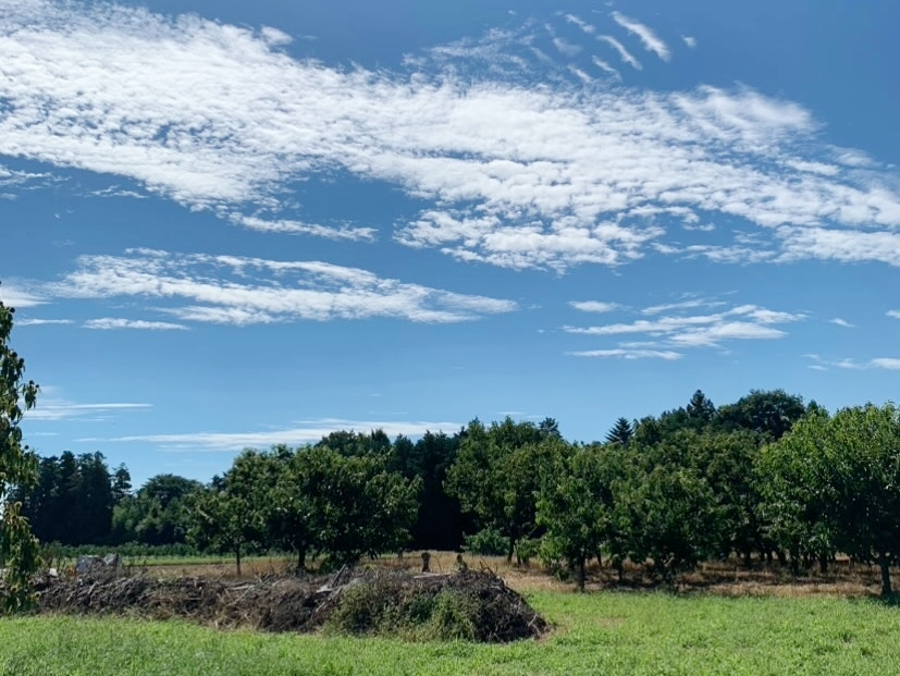自然豊かな場所での栗拾い体験