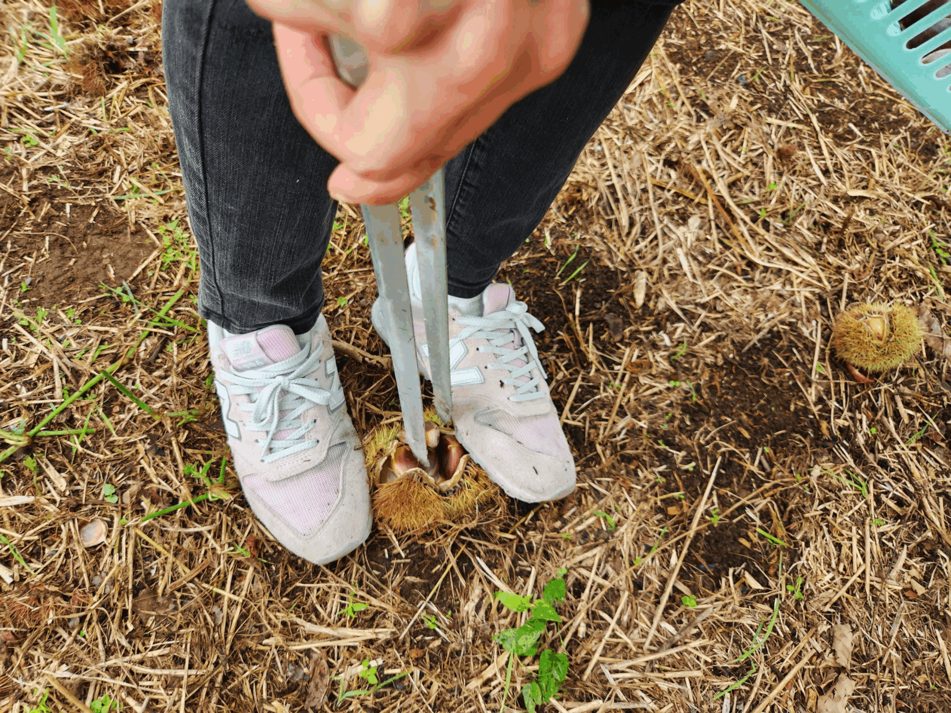 自然豊かな場所での栗拾い体験